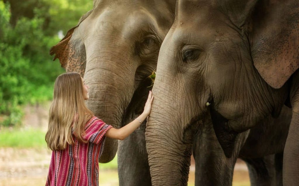 Elephant Sanctuary