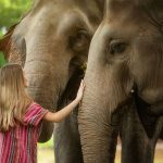 Elephant Sanctuary