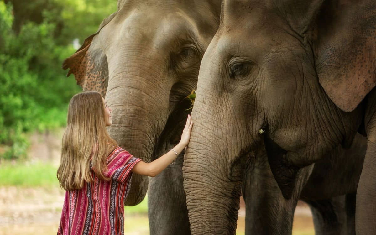 Elephant Sanctuary