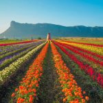 Biei Flower Land