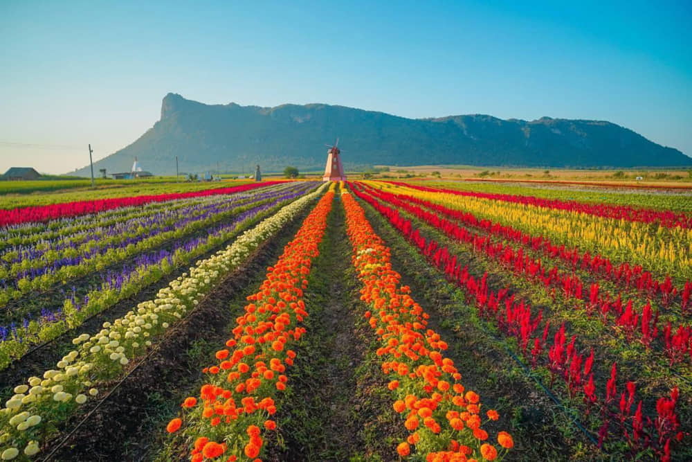 Biei Flower Land