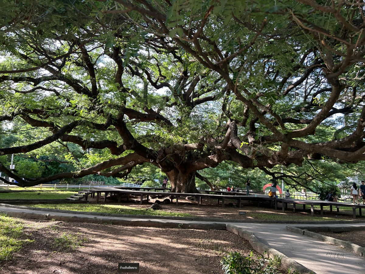 The Giant tree Kanchanaburi